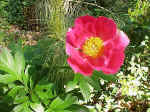 Peony