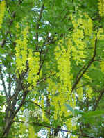 Golden Chain Tree