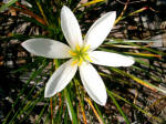 Striking blossom.