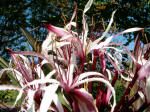 Lily blossoms.