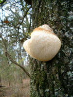 Can anybody identify if this is �Hen of the Woods�? Thanks.