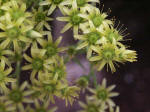 Delicate tiny beauty of intricate blossoms.