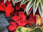 Bright begonias bloom amid various variegated tropical foliage.