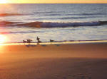 Seagulls letting their feet get wet at 26� F.