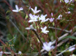 Natural revegetation�like a little patch of oxalis�started in a month after the eruption; fireweed, braken fern, thistle, pearly everlasting, and groundsel now commonly grow at elevations between 1,500 to 3,000 feet above sea level.