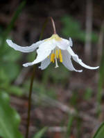 Avalanche Lily (Erythronium montanum)�white petals and yellow centers�grows in masses in subalpine meadows & open woods, one of over 893 species, subspecies and varieties of plants identified in Mount Rainier National Park.