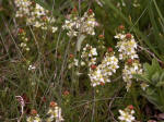 Stunned by the flowery expanses of Paradise, currently world-famous for its awe-inspiring views and exquisite wildflowers like delicate Partridge Foot (Luetkea pectinata), Martha � James Longmire's daughter-in-law � is said to have exclaimed, "This must be what Paradise is like!"